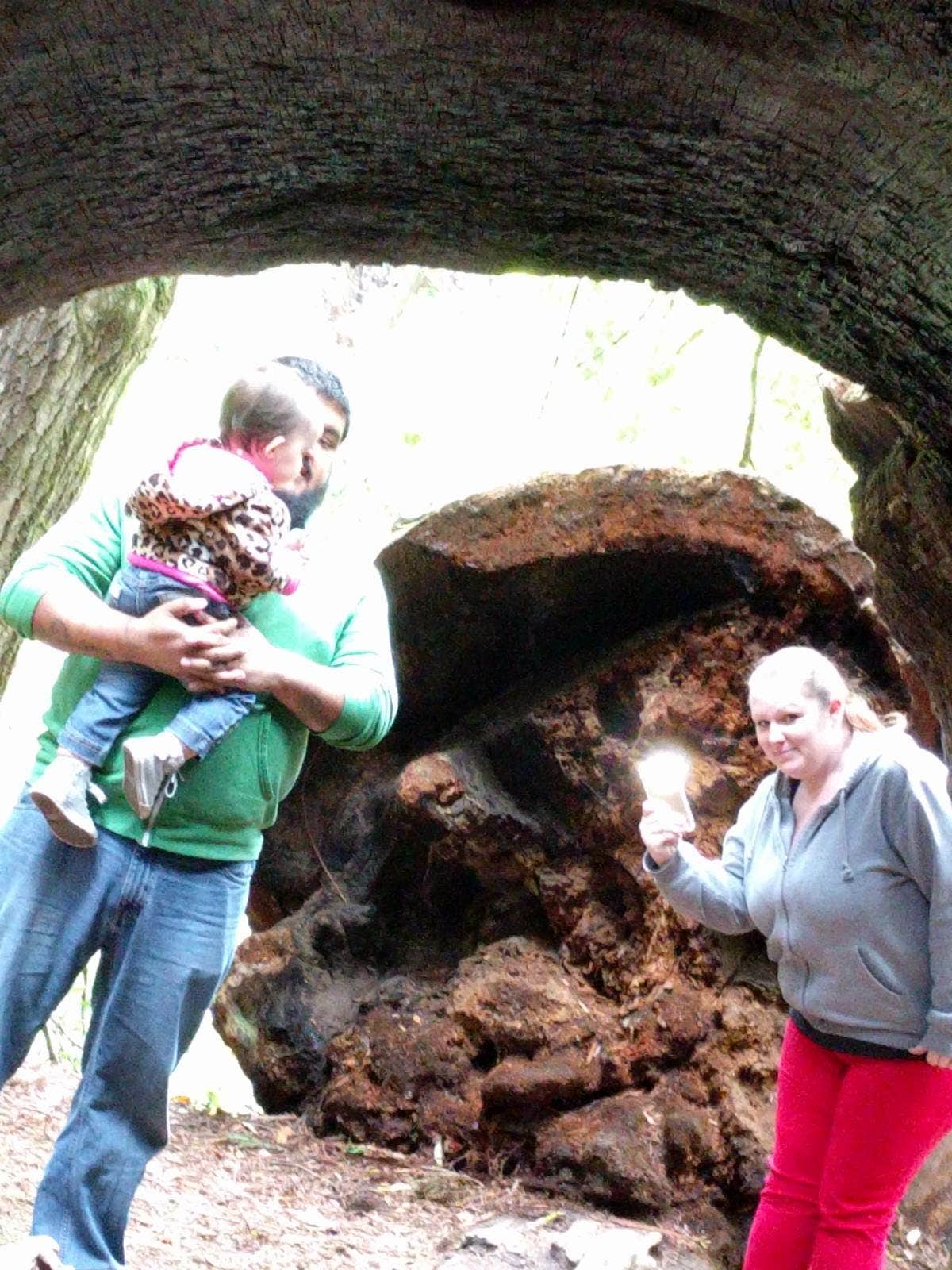 Camper-submitted photo at San Mateo Memorial Park near Woodside, CA