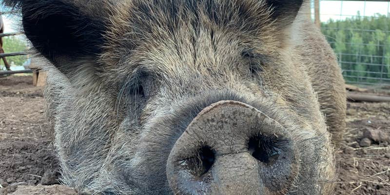 Camper submitted image from Enchanted Circle Campground E<< - #1 Campground in NM