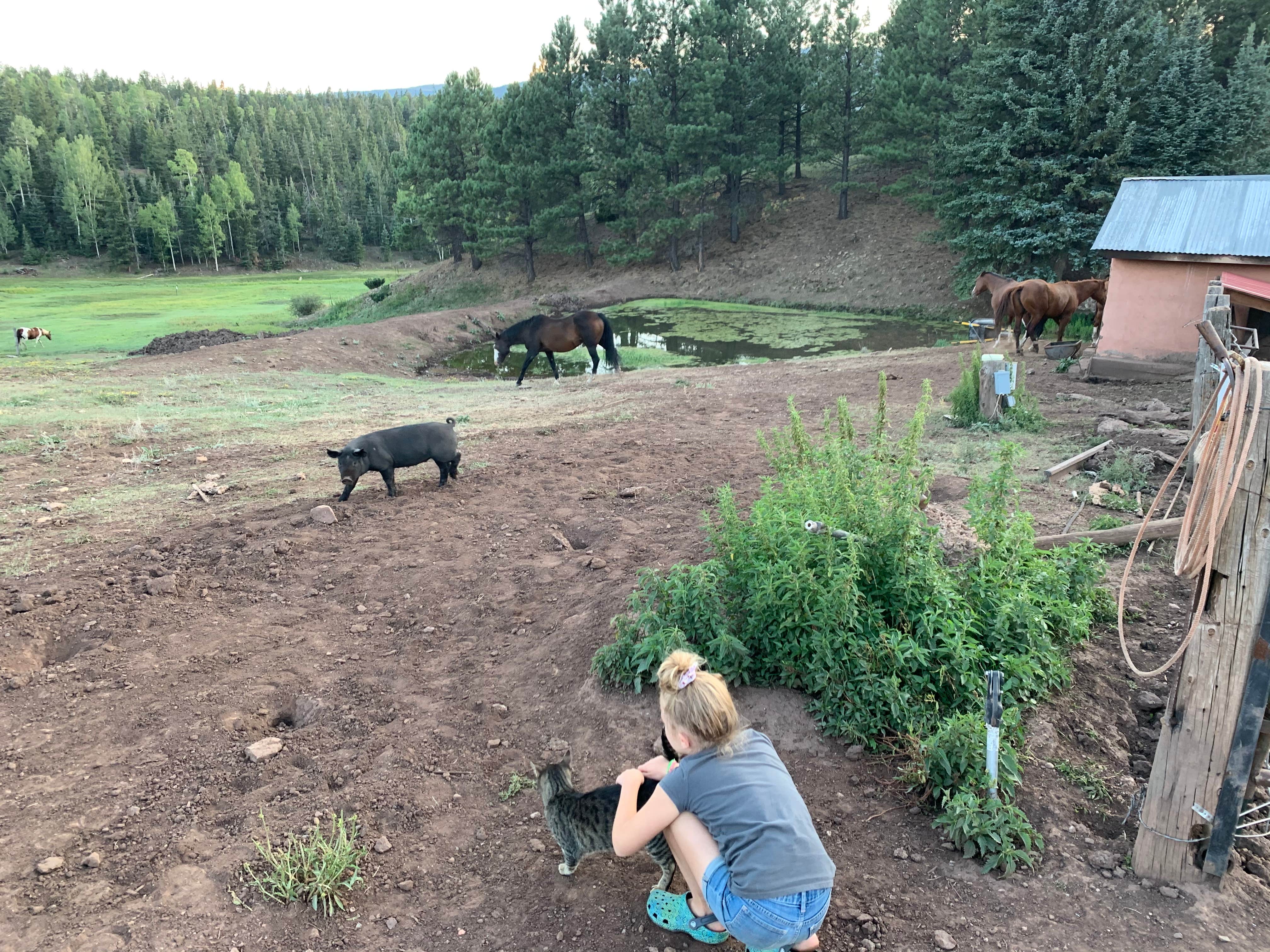 Camper-submitted photo at Enchanted Circle Campground E<< - #1 Campground in NM near Vadito, NM