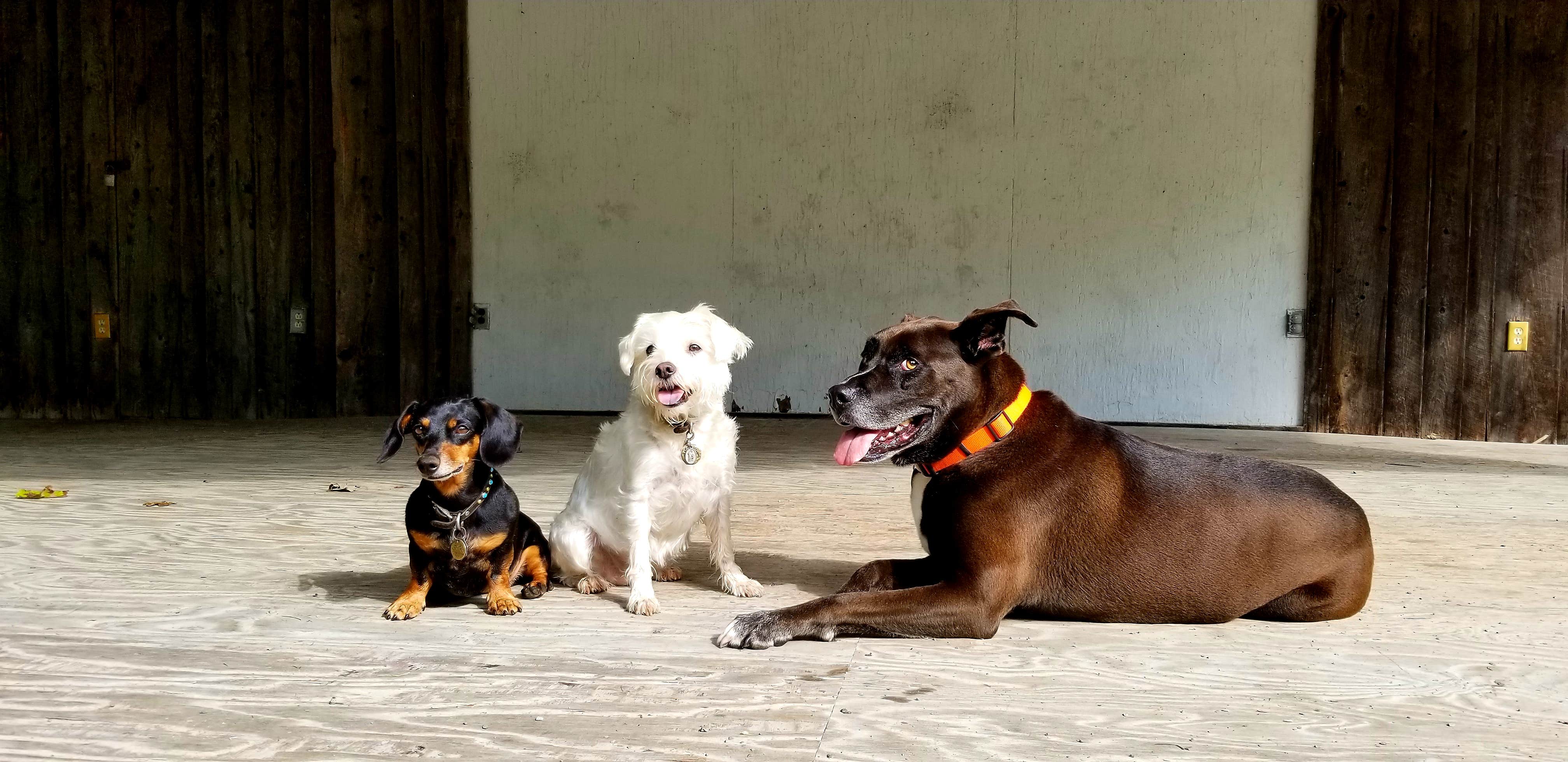 Katrin M.'s photo of camping with pets at Roan Mountain State Park Campground near Hampton, TN