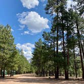 Review photo of Black Canyon Rim Campground (apache-sitgreaves National Forest, Az) by Zachary C., August 30, 2020