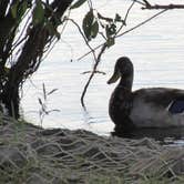 Review photo of Lake Tawakoni State Park Campground by Charyle C., May 10, 2018