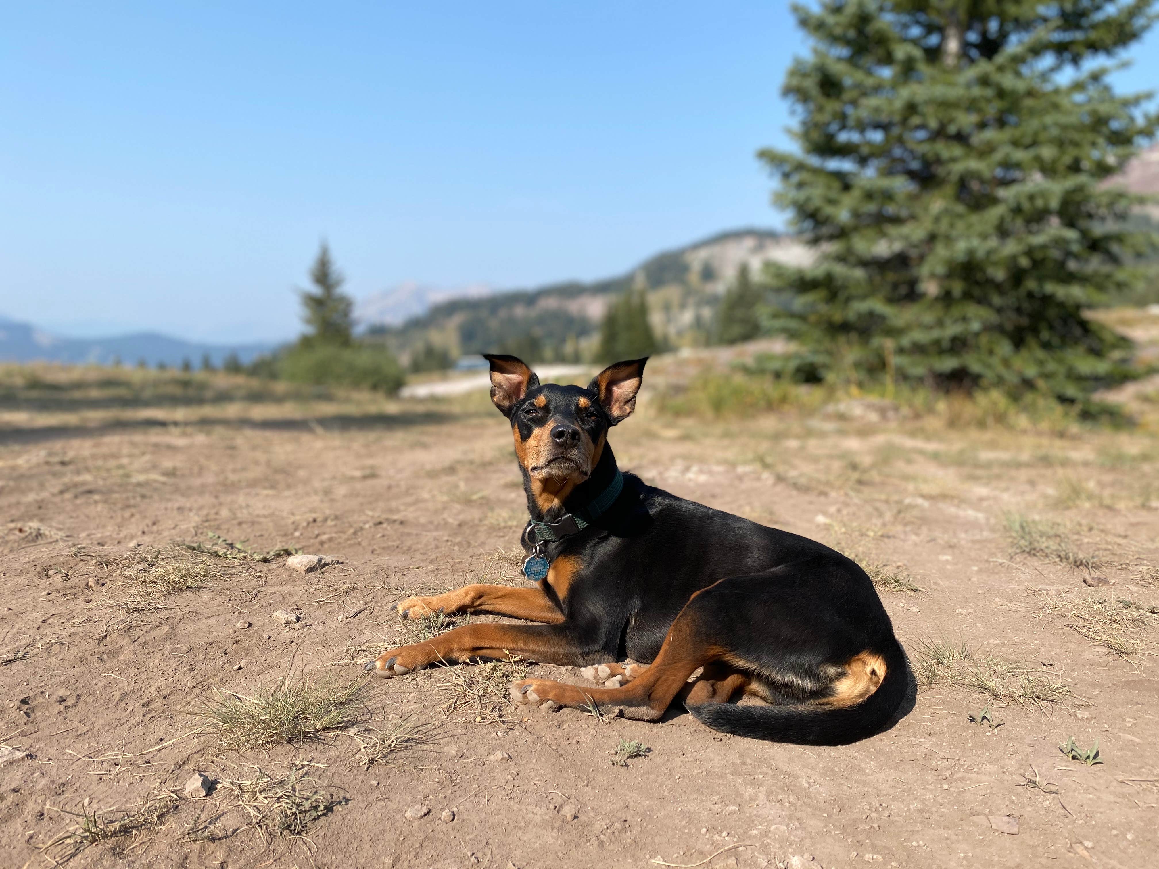 Chantelle Z.'s photo of camping with pets at Lake Irwin in Colorado