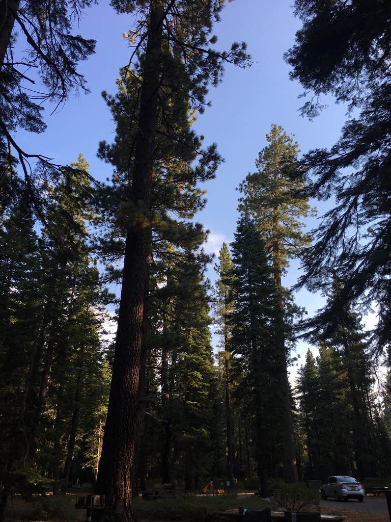 Camper-submitted photo at General Creek Campground — Sugar Pine Point State Park near Tahoe City, CA
