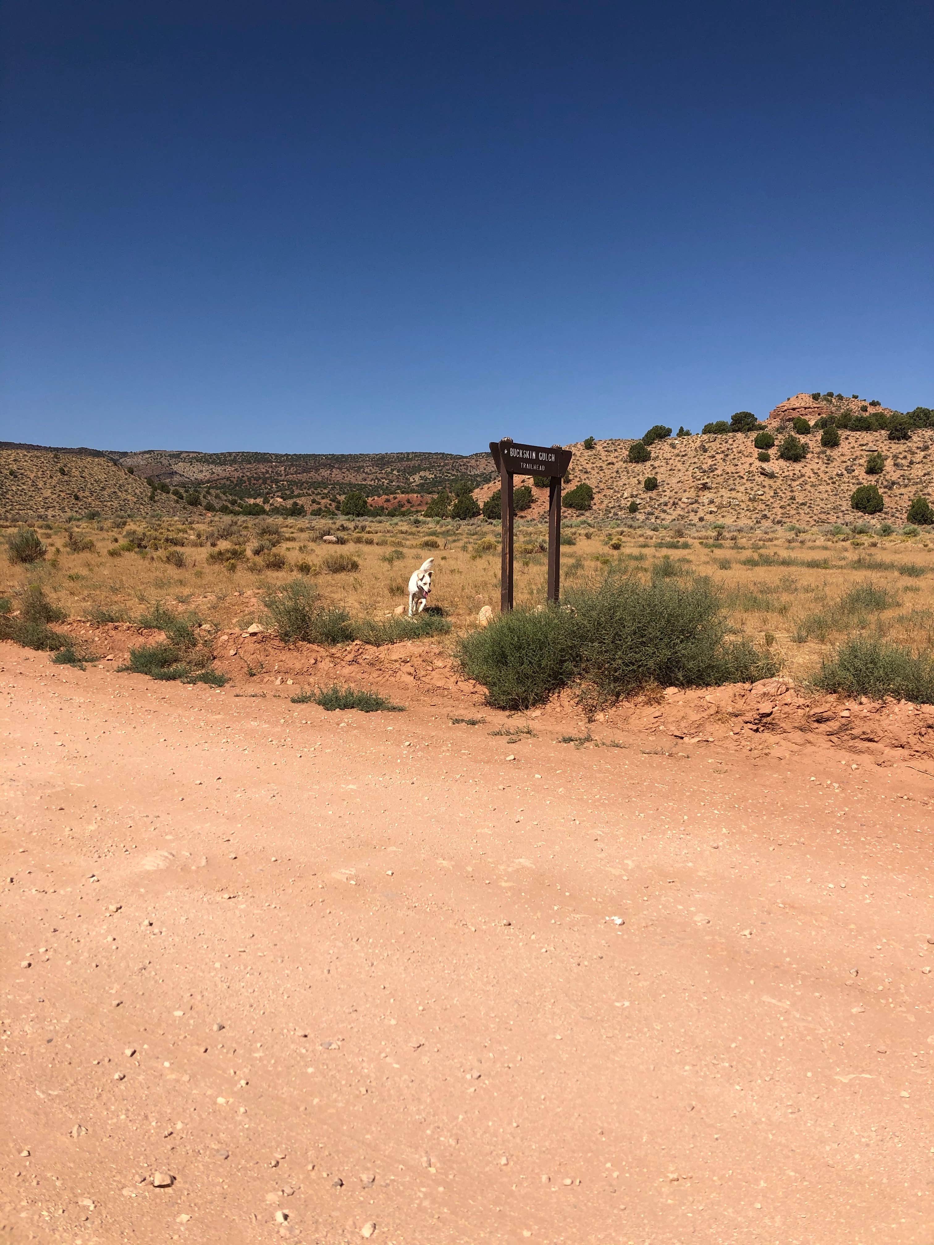 Camper submitted image from Buckskin Gulch Dispersed - 5