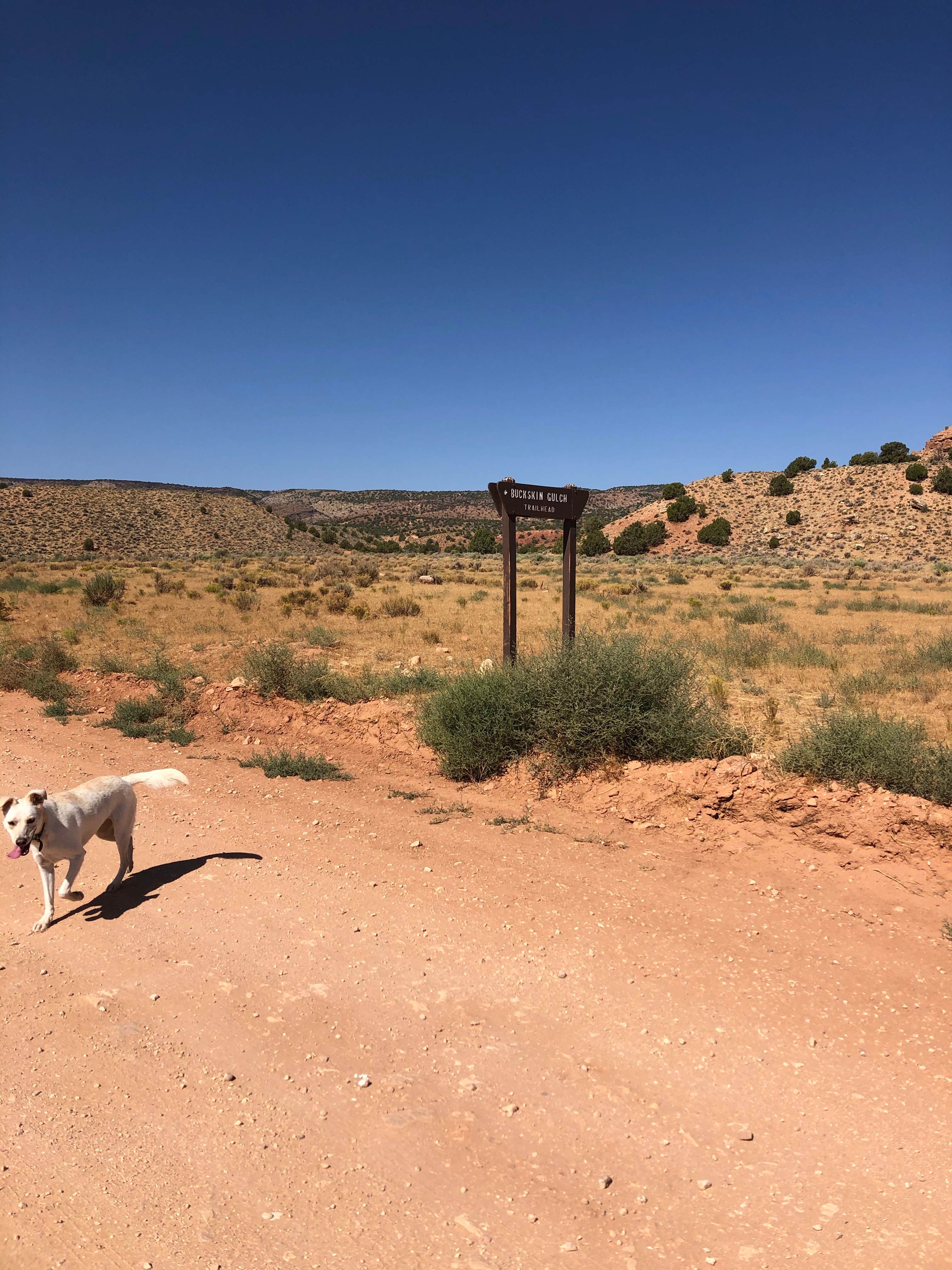 Sarah W.'s photo of camping with pets at Buckskin Gulch Dispersed near Lake Powell, UT
