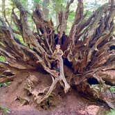 Review photo of Heart O' the Hills Campground — Olympic National Park by Blaine B., August 31, 2020