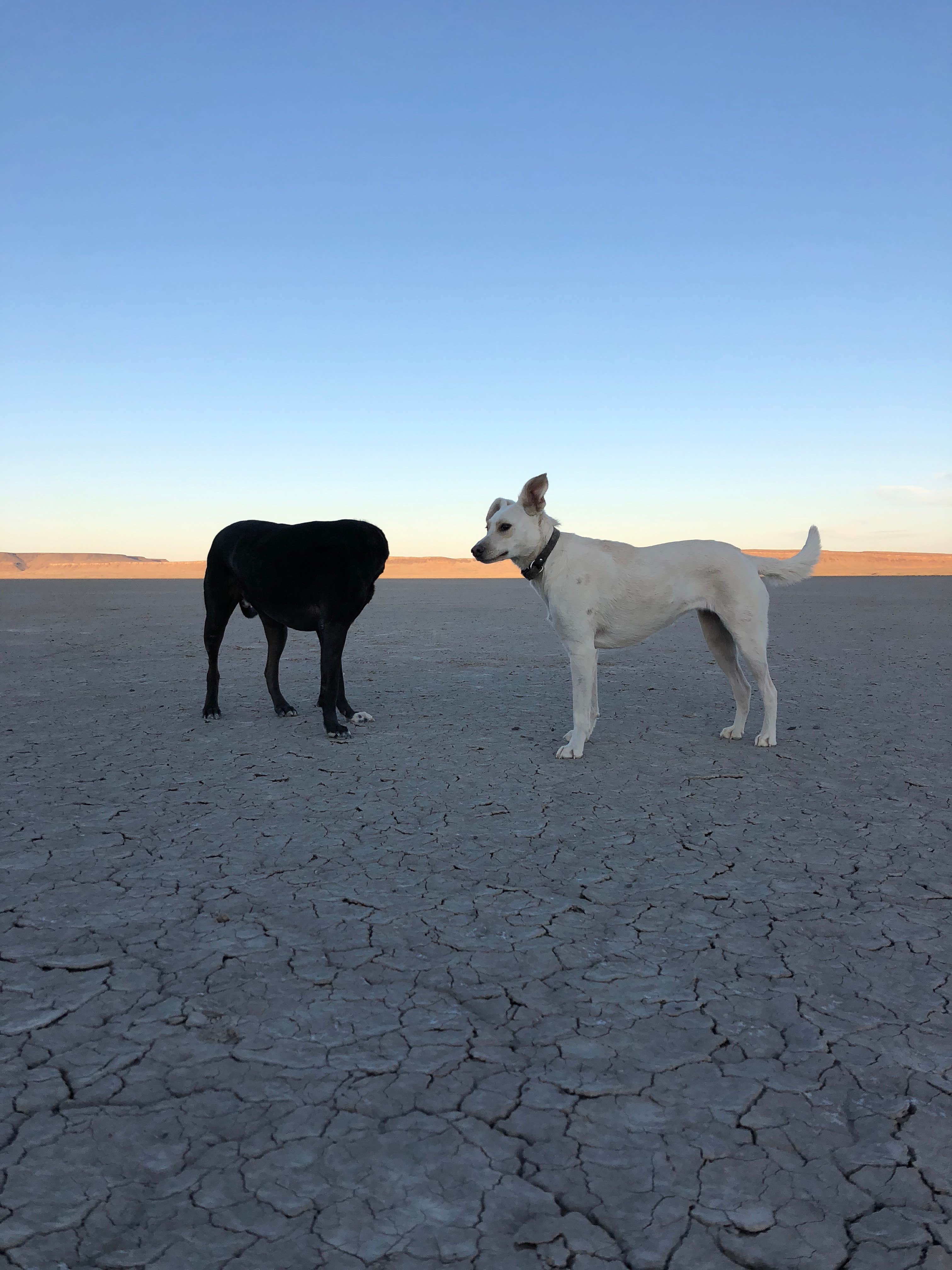 Sarah W.'s photo of camping with pets at Alvord Desert near Frenchglen, OR
