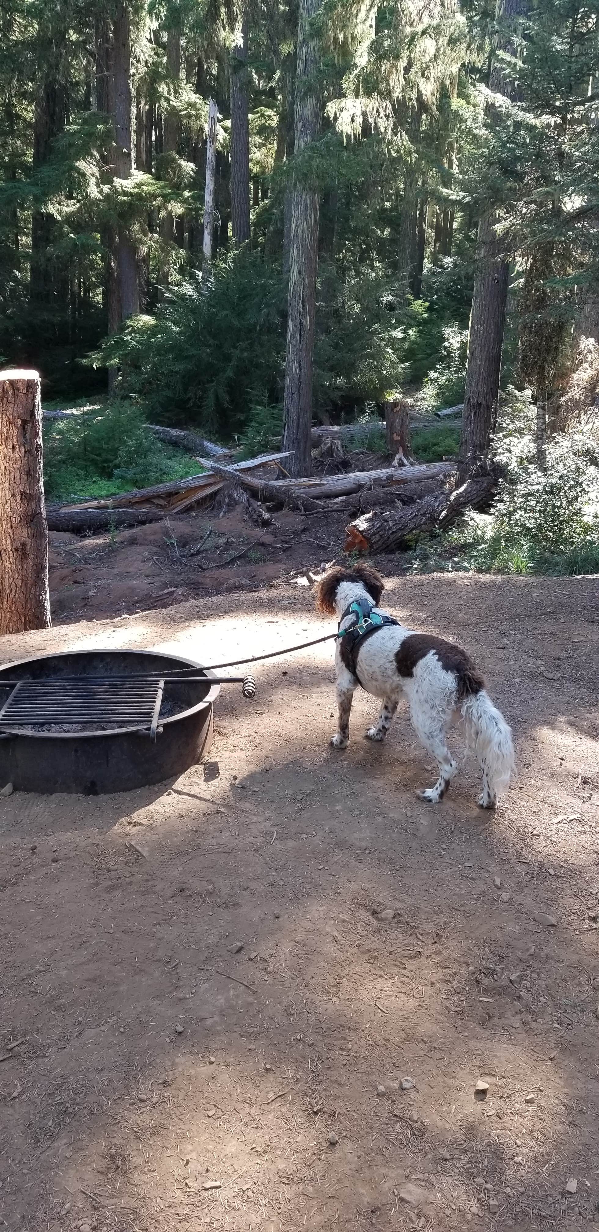 Kristina G.'s photo of camping with pets at Gone Creek near Mt. Hood National Forest