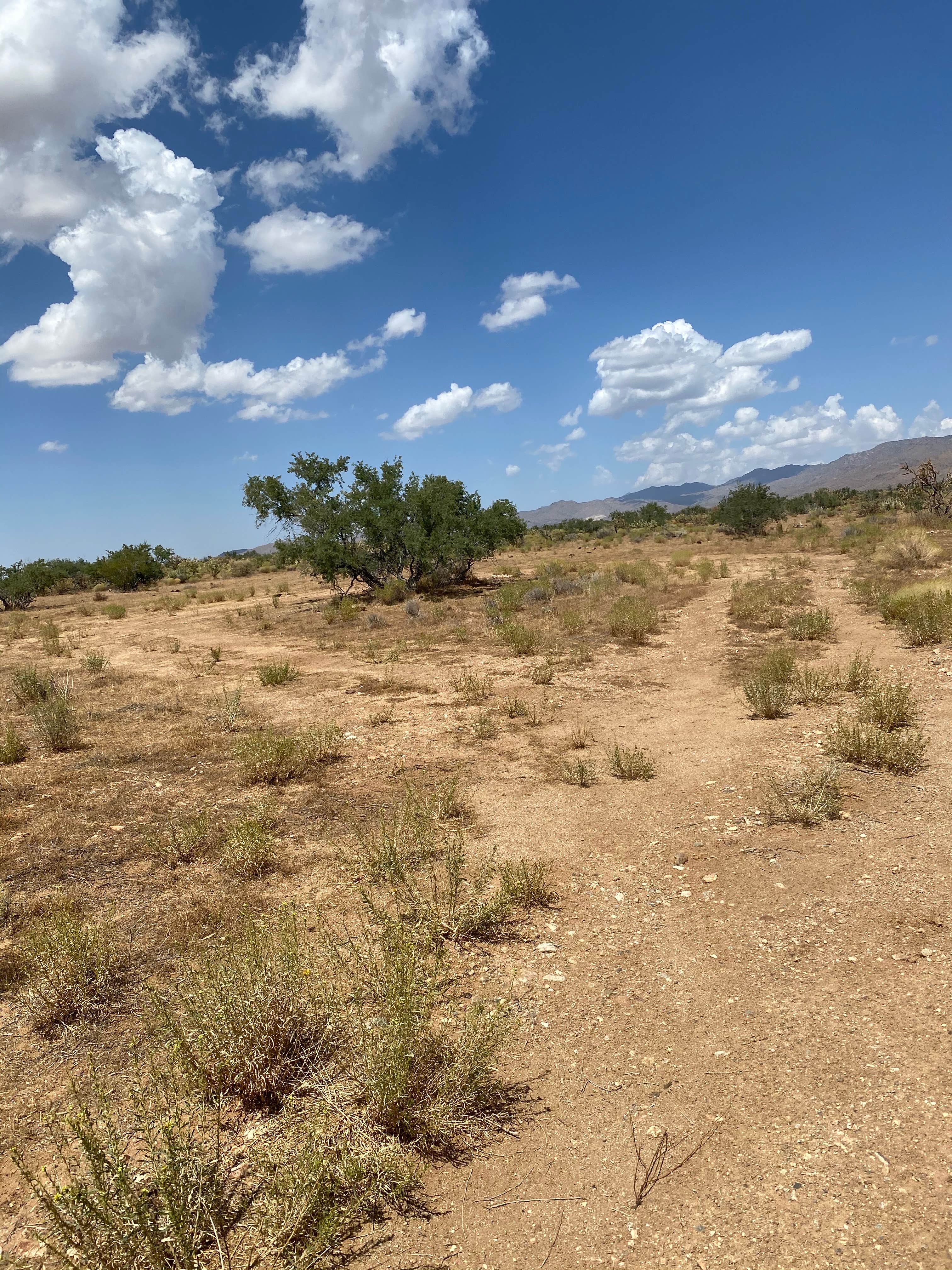Jessica M.'s photo of a dispersed camping area at Cerbat Foothills Dispersed - PERMANENTLY CLOSED near Peach Springs, AZ