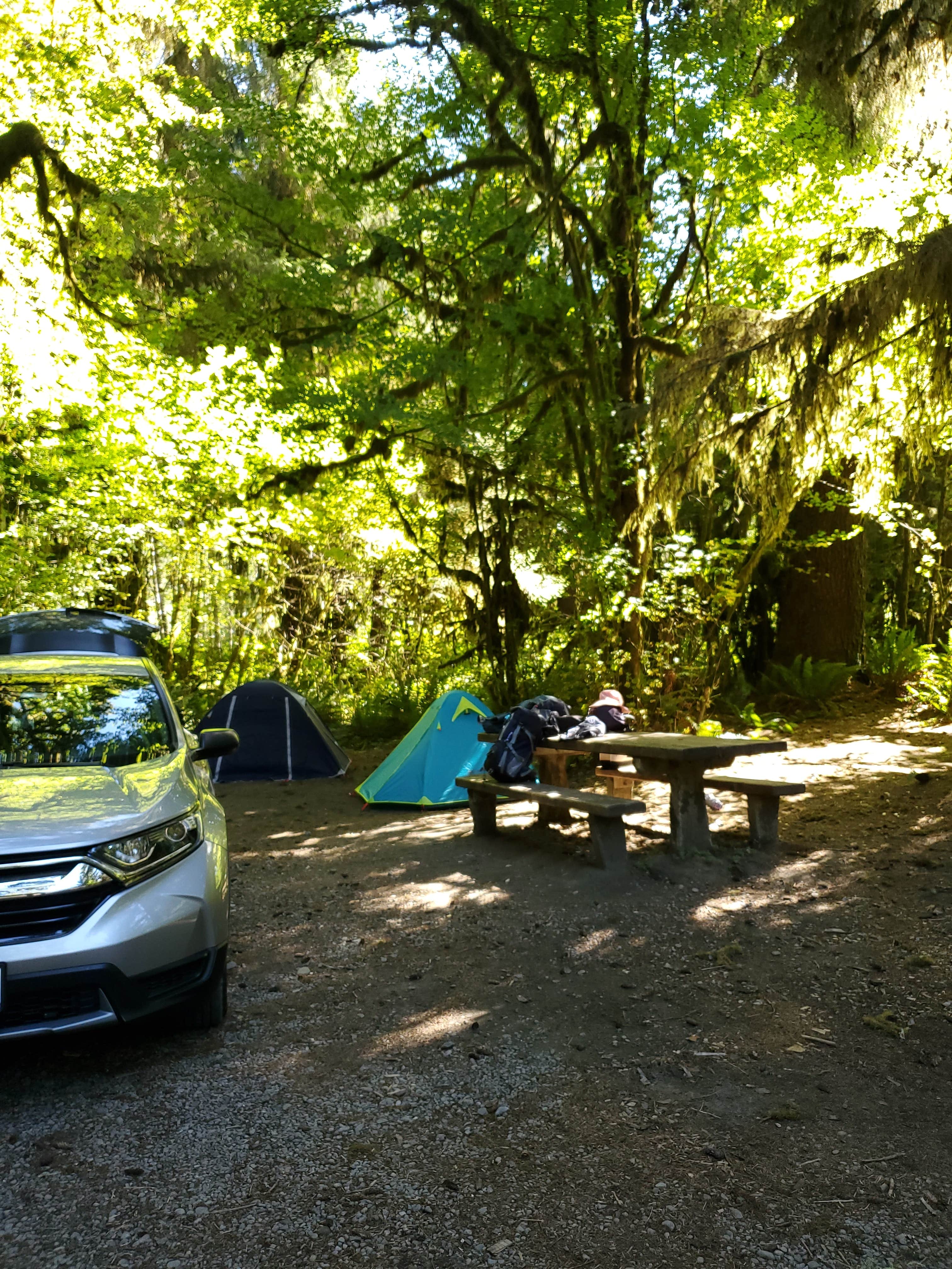 Camper submitted image from South Fork Hoh Campground - 4