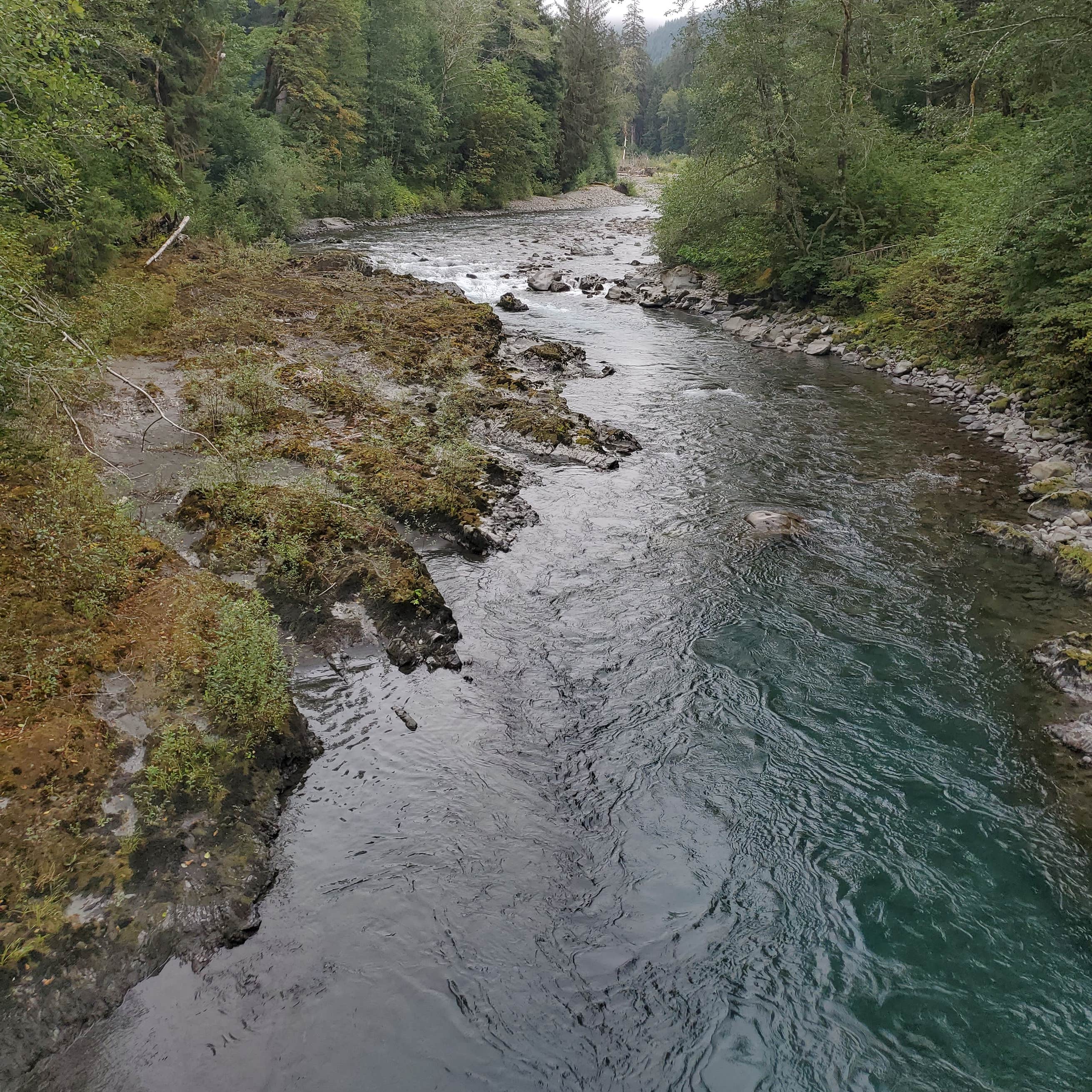 South Fork Hoh Campground Camping Forks, WA The Dyrt