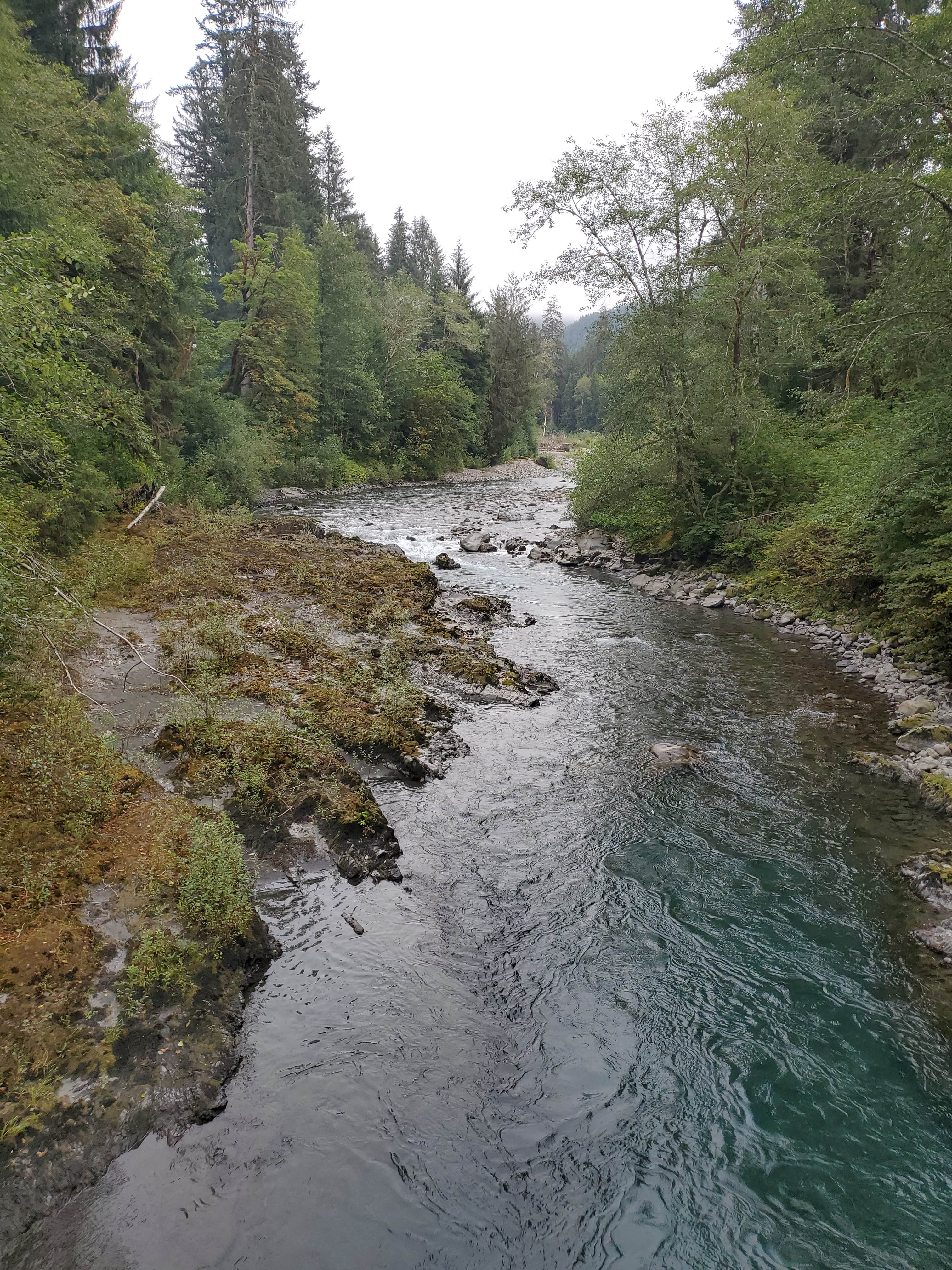 Camper submitted image from South Fork Hoh Campground - 3