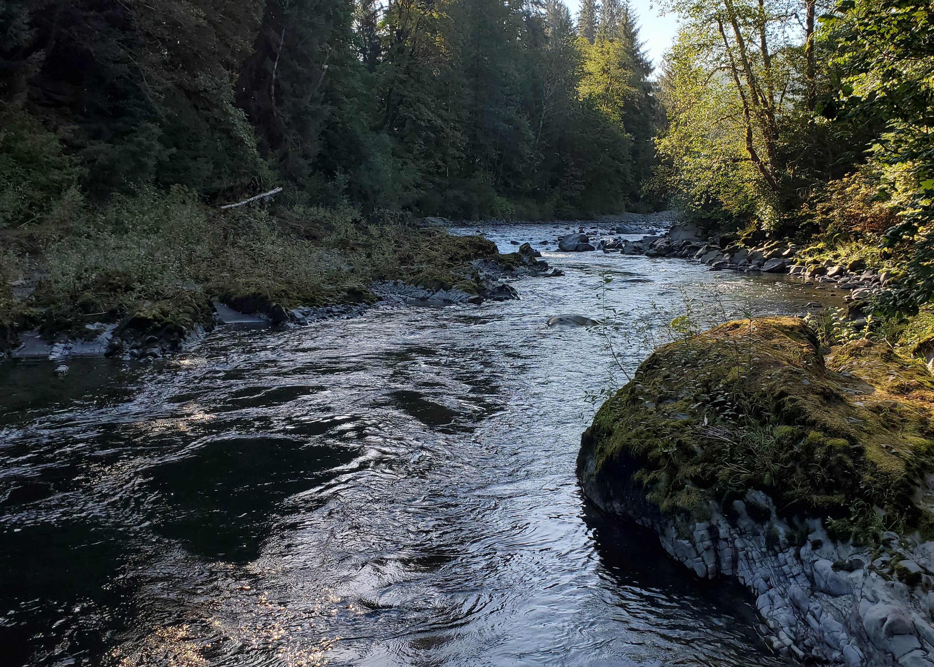 South Fork Hoh Campground Camping | The Dyrt