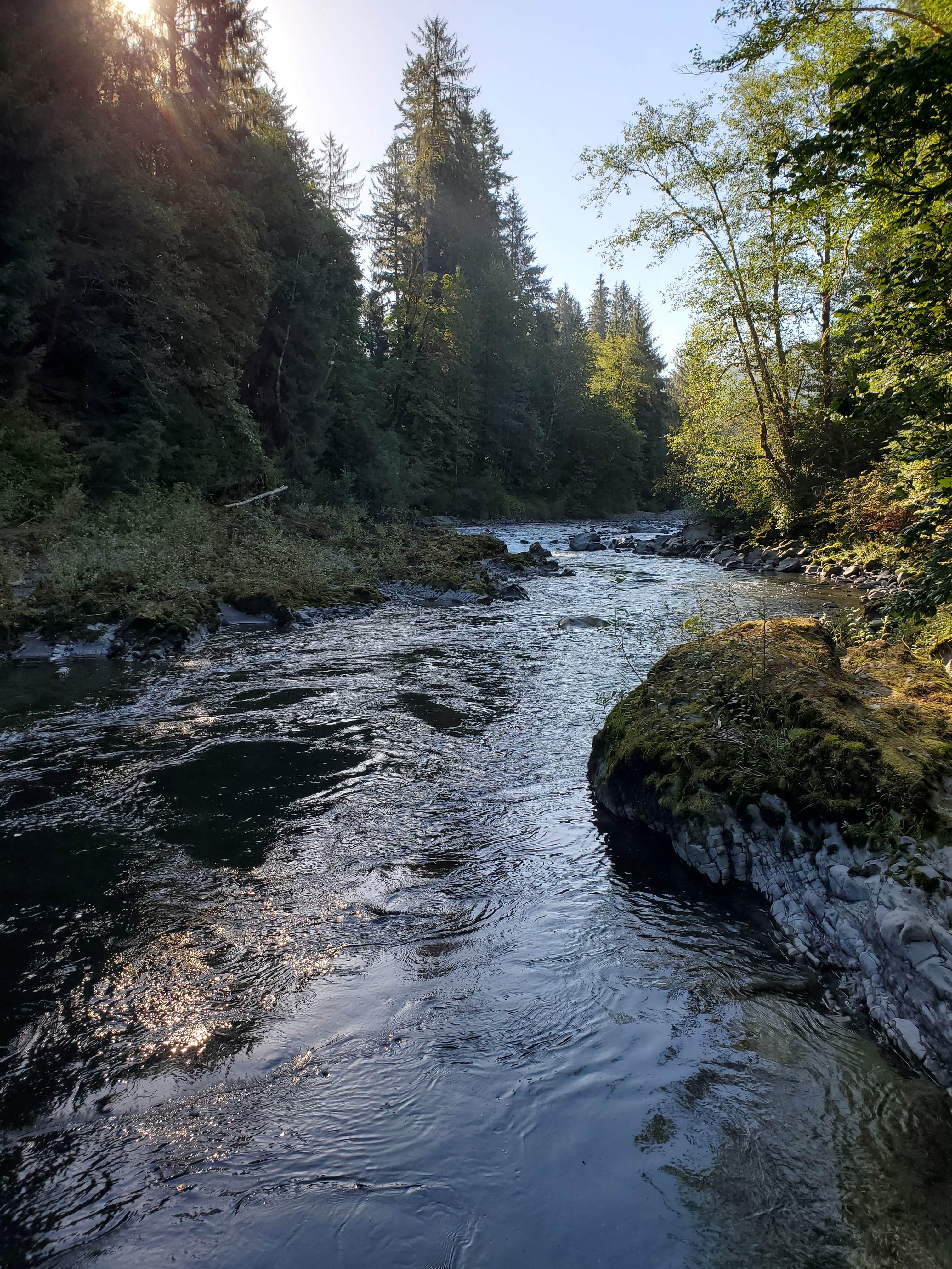 Camper submitted image from South Fork Hoh Campground - 1