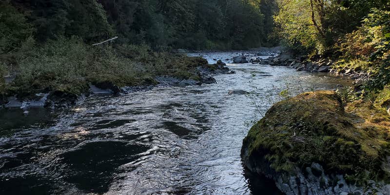 Camper submitted image from South Fork Hoh Campground