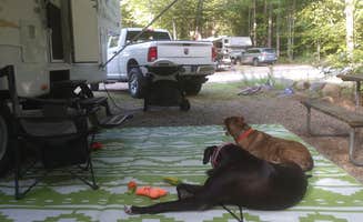 Camie S.'s photo of camping with pets at Ames Brook Campground in New Hampshire