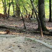 Review photo of Shoal Creek Campground by Tiffany B., August 31, 2020