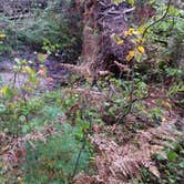 Review photo of Hartwick Pines State Park Campground by Rachel K., May 11, 2018