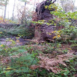 Hartwick Pines State Park Campground