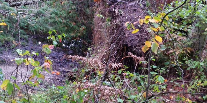 Camper submitted image from Hartwick Pines State Park Campground
