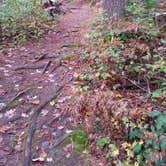 Review photo of Hartwick Pines State Park Campground by Rachel K., May 11, 2018