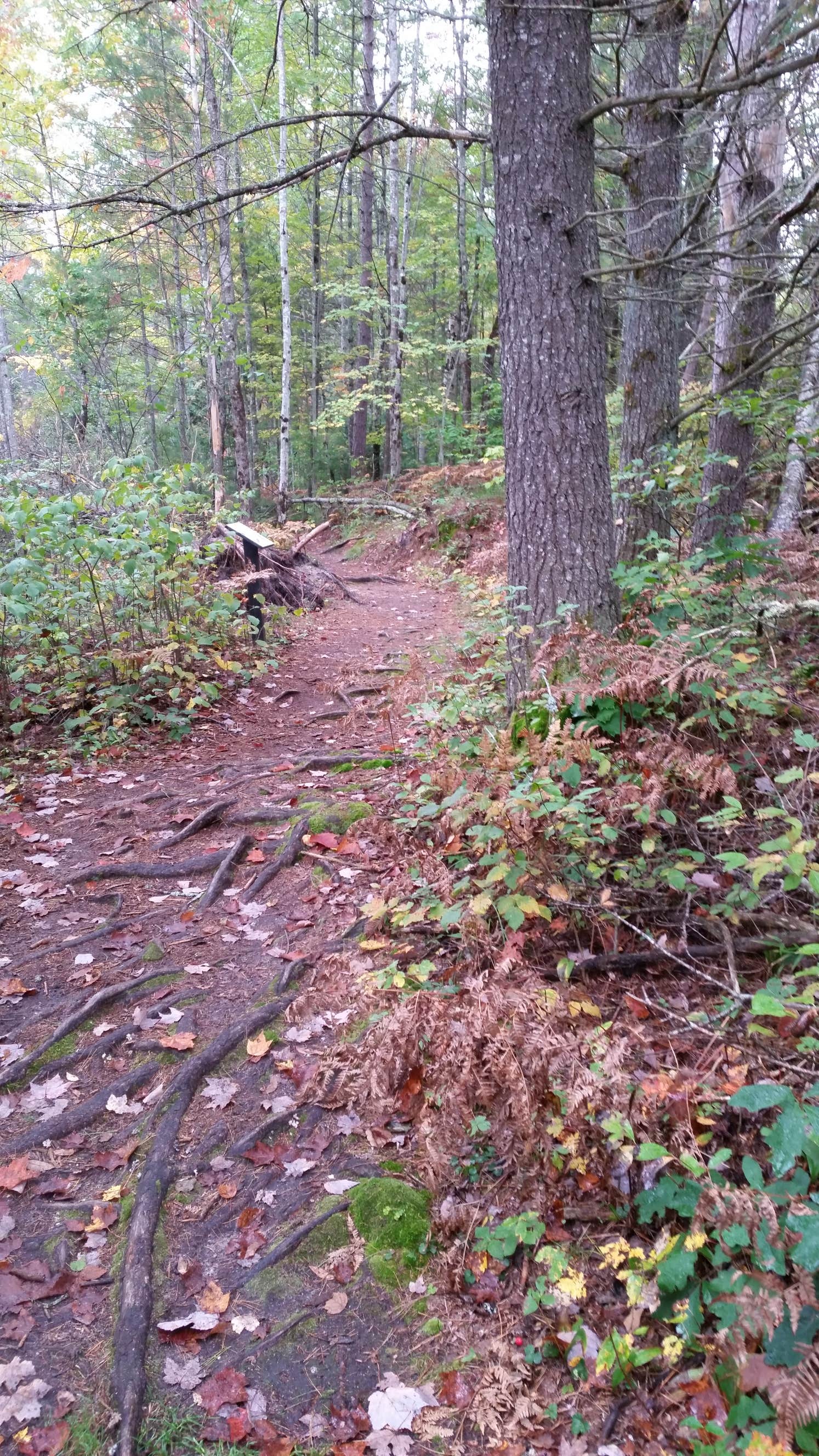 Camper submitted image from Hartwick Pines State Park Campground - 2