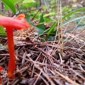 Review photo of Hartwick Pines State Park Campground by Rachel K., May 11, 2018