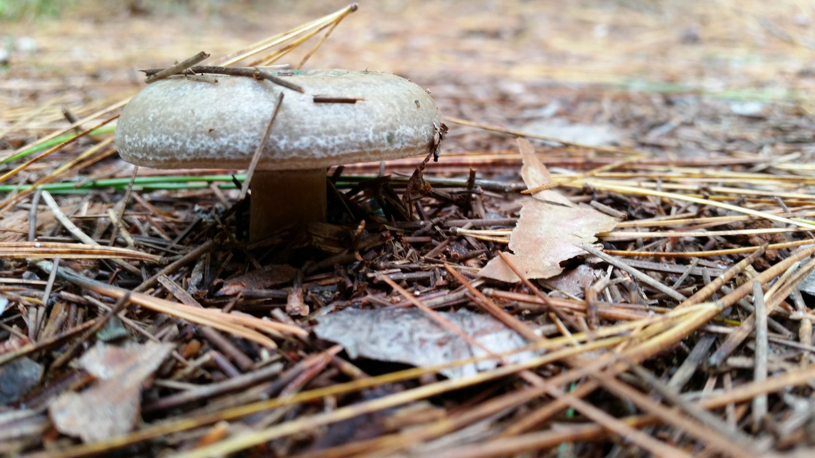 Camper-submitted photo at Hartwick Pines State Park Campground near Higgins Lake, MI