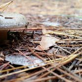 Review photo of Hartwick Pines State Park Campground by Rachel K., May 11, 2018