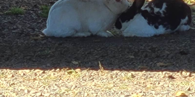 Camper submitted image from Pleasant Valley RV Park