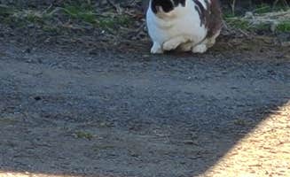 Bonnie A.'s photo of camping with pets at Pleasant Valley RV Park near Tillamook, OR