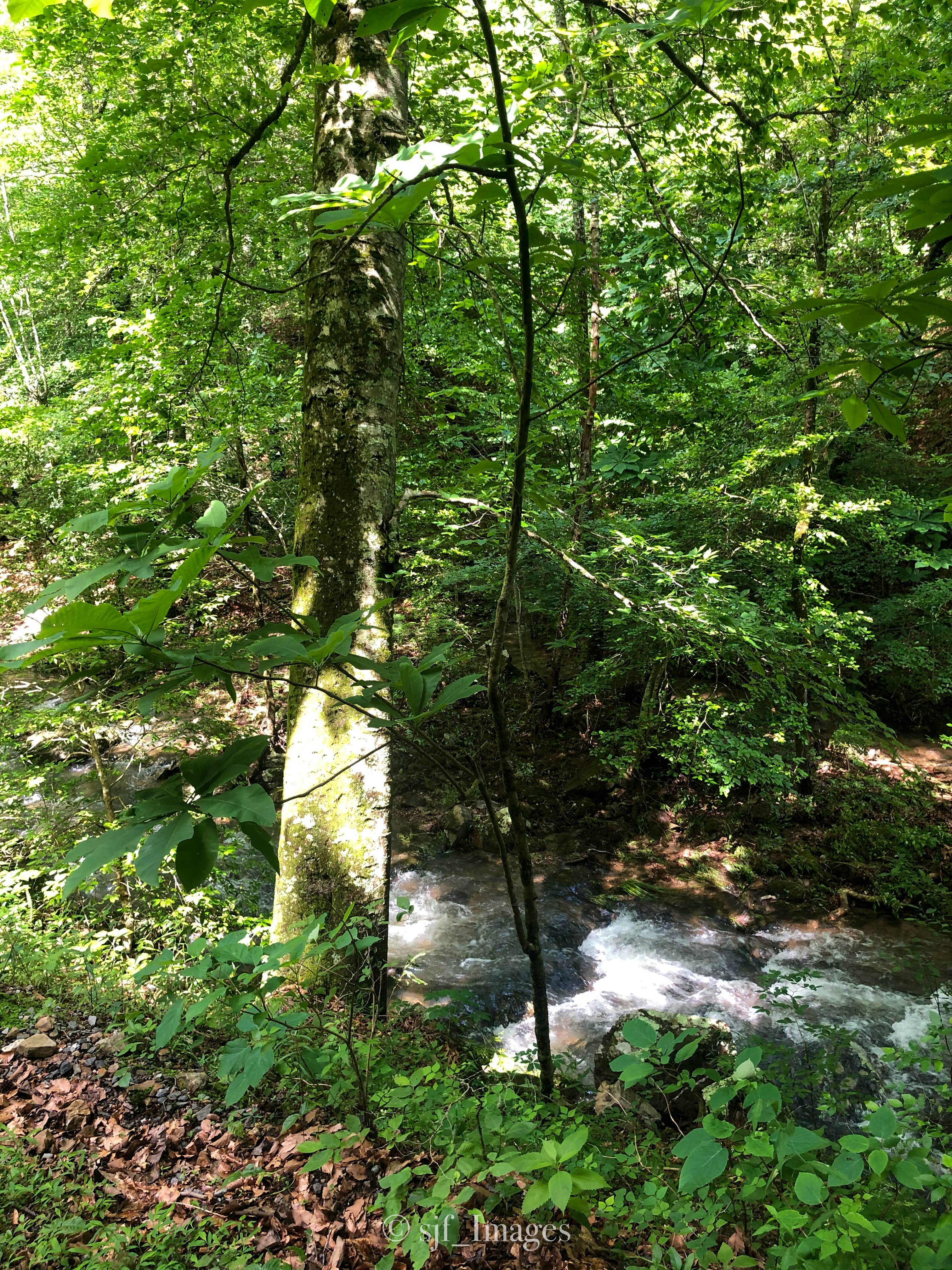 Camper-submitted photo at Little Fir Landing near Oden, AR