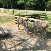 Review photo of Chippokes State Park Campground by RL , August 1, 2020