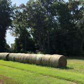 Review photo of Chippokes State Park Campground by RL , August 1, 2020