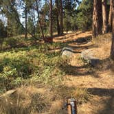 Review photo of West Shore Unit — Flathead Lake State Park by Bjorn S., August 31, 2020