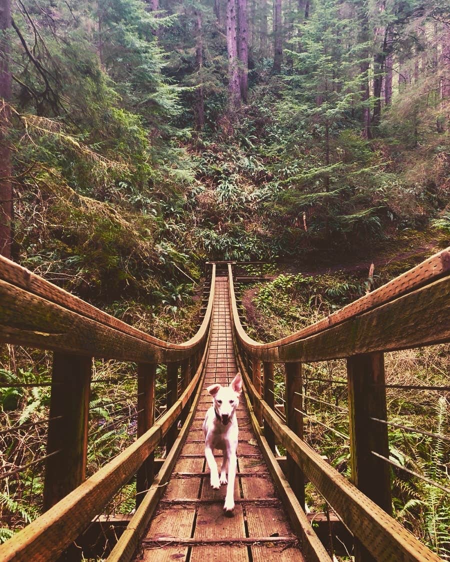 Sarah W.'s photo of camping with pets at Cape Lookout State Park Campground near Beaver, OR