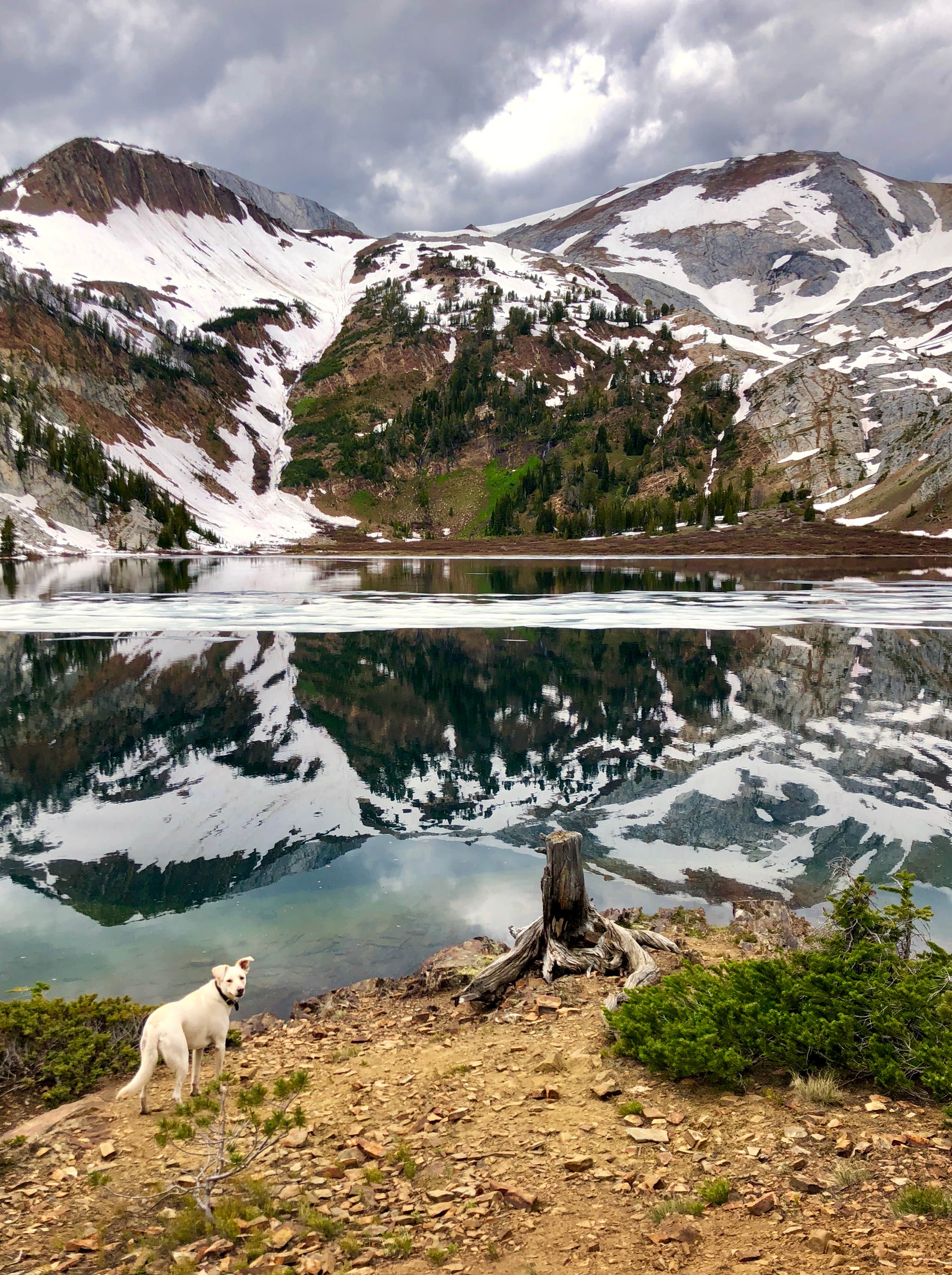 Sarah W.'s photo of camping with pets at Ice Lake near Enterprise, OR