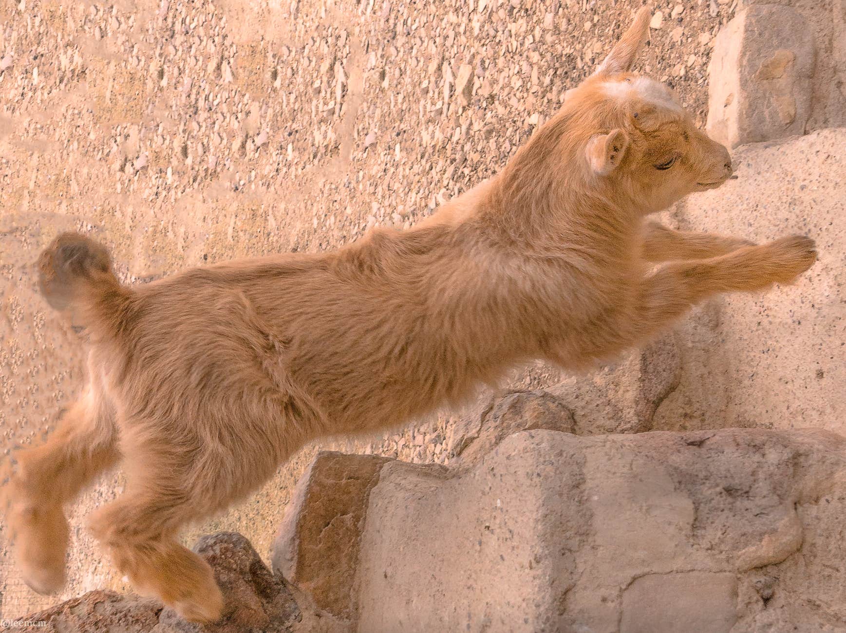 Robert E.'s photo of camping with pets at Eco-Ranch Sustainable Living Educational Center near Terlingua, TX