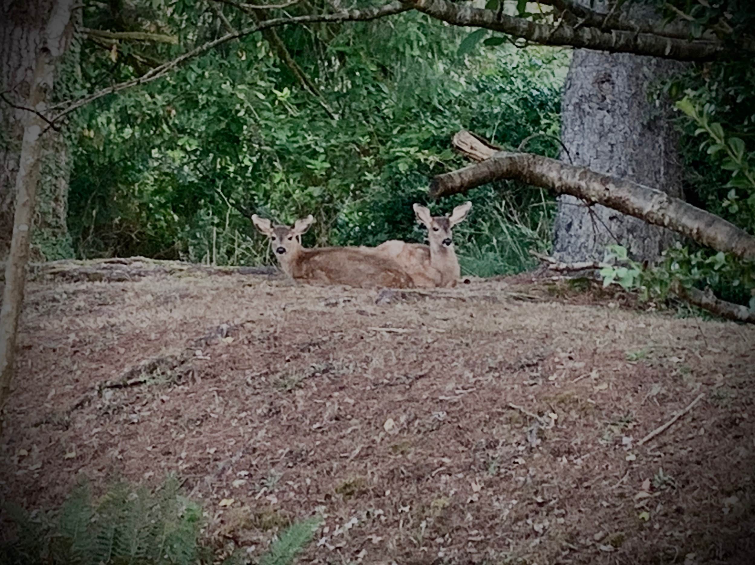 Camper-submitted photo at Hoquiam River RV Park near Ocean Shores, WA