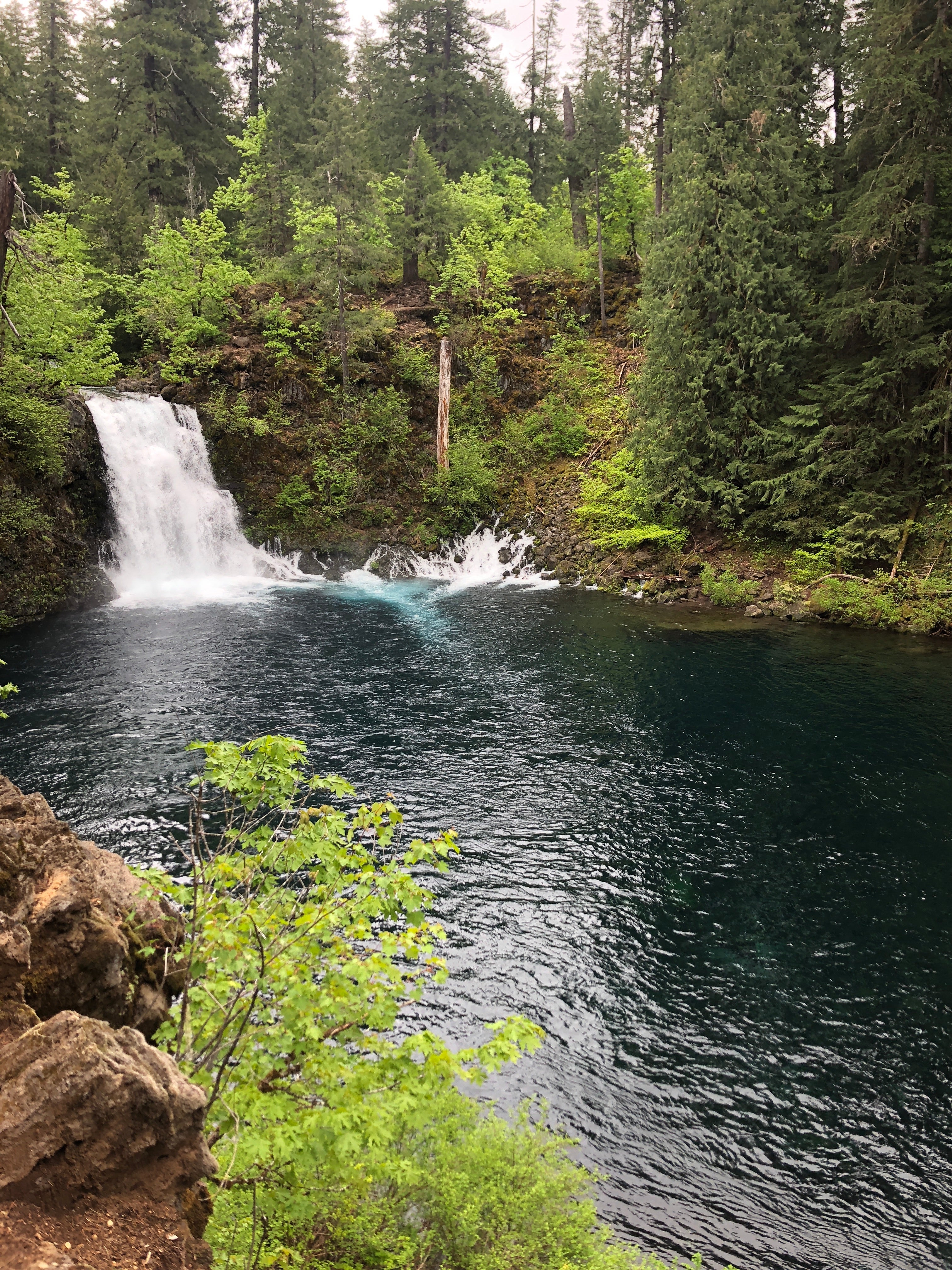Camper submitted image from McKenzie River Area - 2