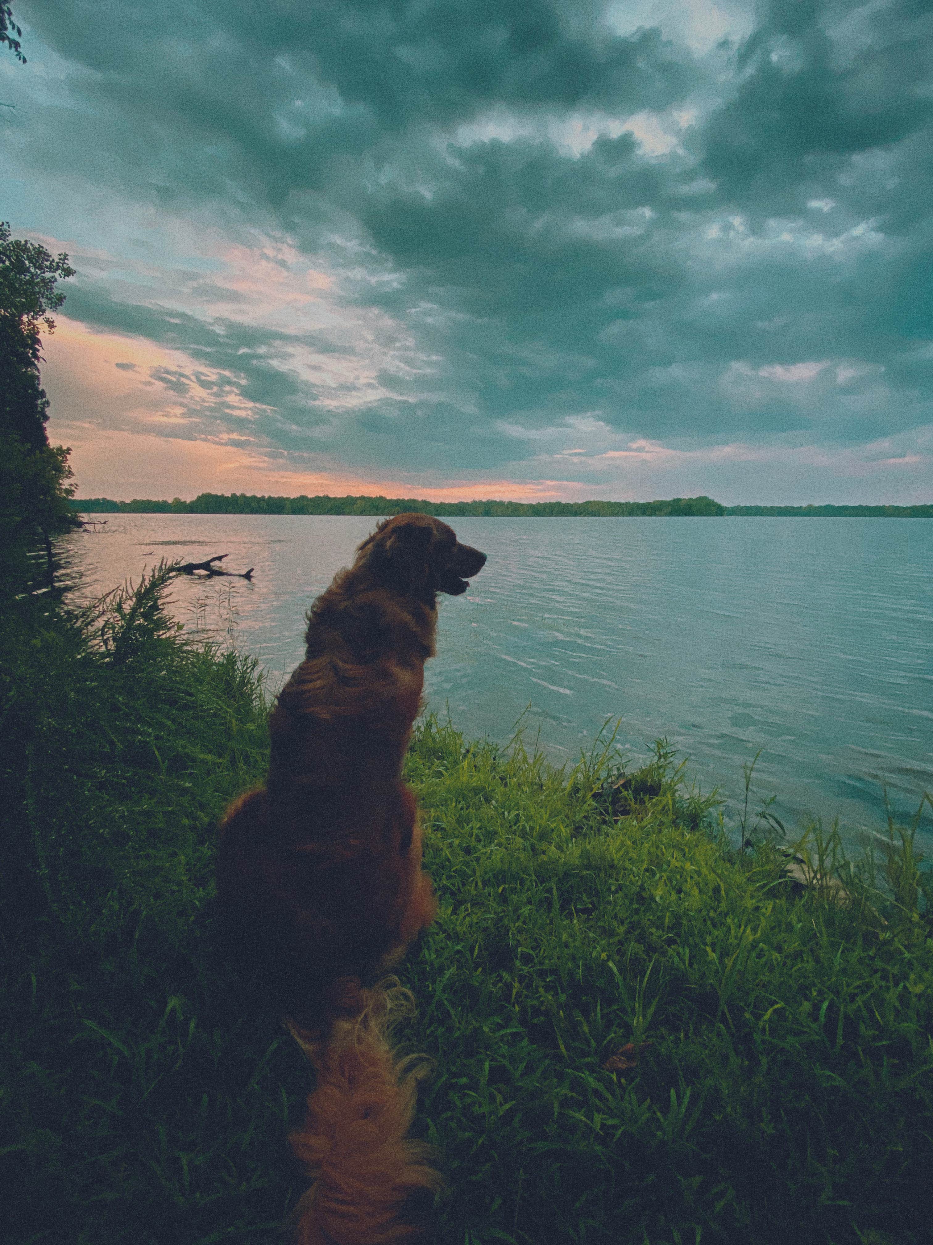Victor H.'s photo of camping with pets at Poole Knobs near Gallatin, TN