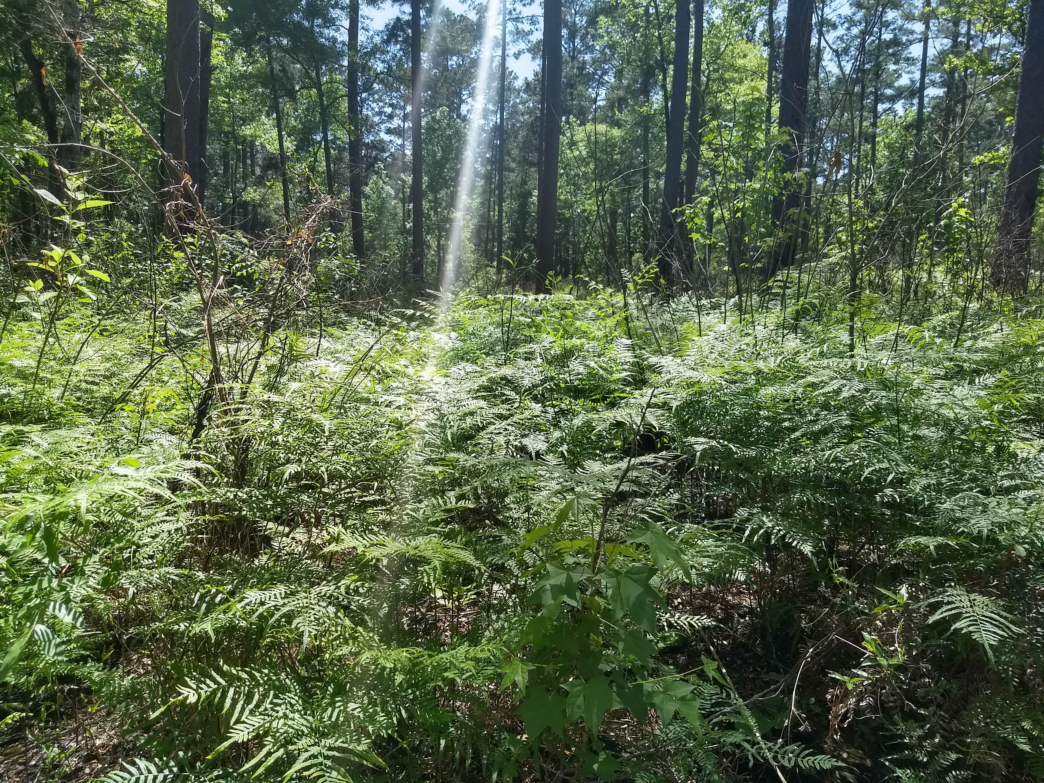 Camper-submitted photo at Kelly's Pond Campground near Huntsville, TX