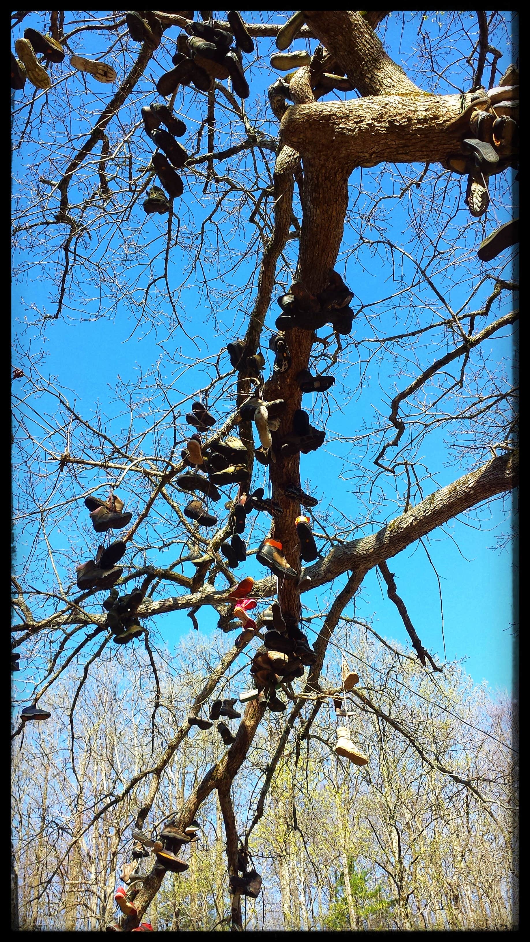 It's apparently tradition for hikers to chuck their boots and shoes into this tree!  Great photo op :)