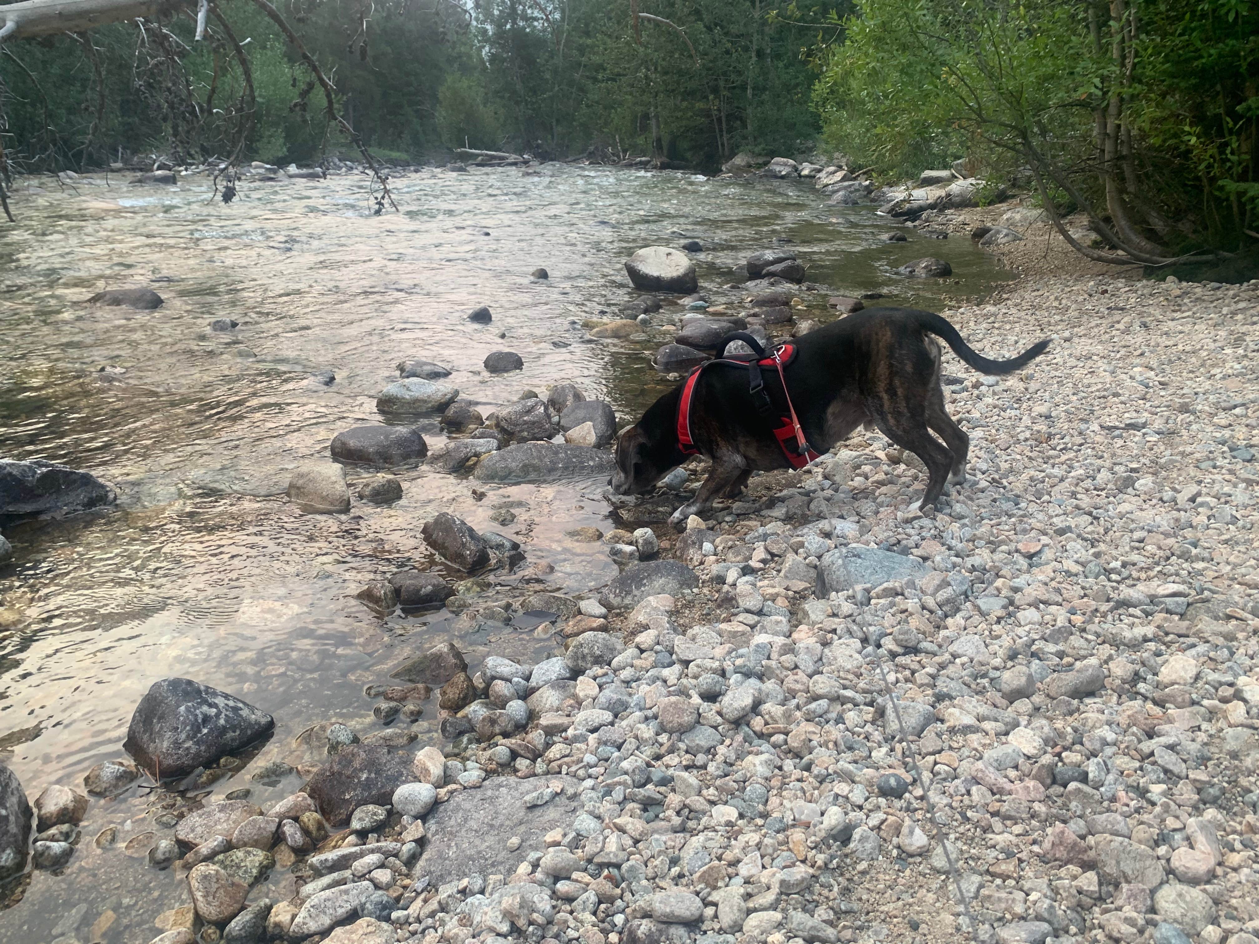Timothy's photo of camping with pets at Cascade Campground-Custer National Forest near Greycliff, MT