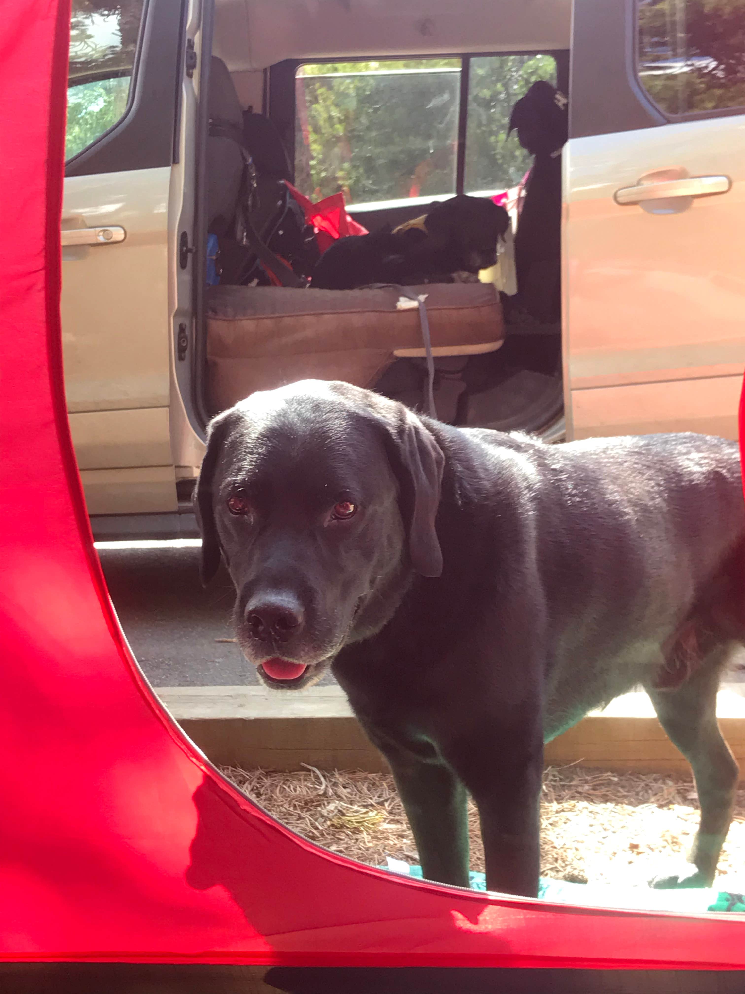 Holly B.'s photo of camping with pets at Deer Creek Campground — Golden Gate Canyon near Denver, CO