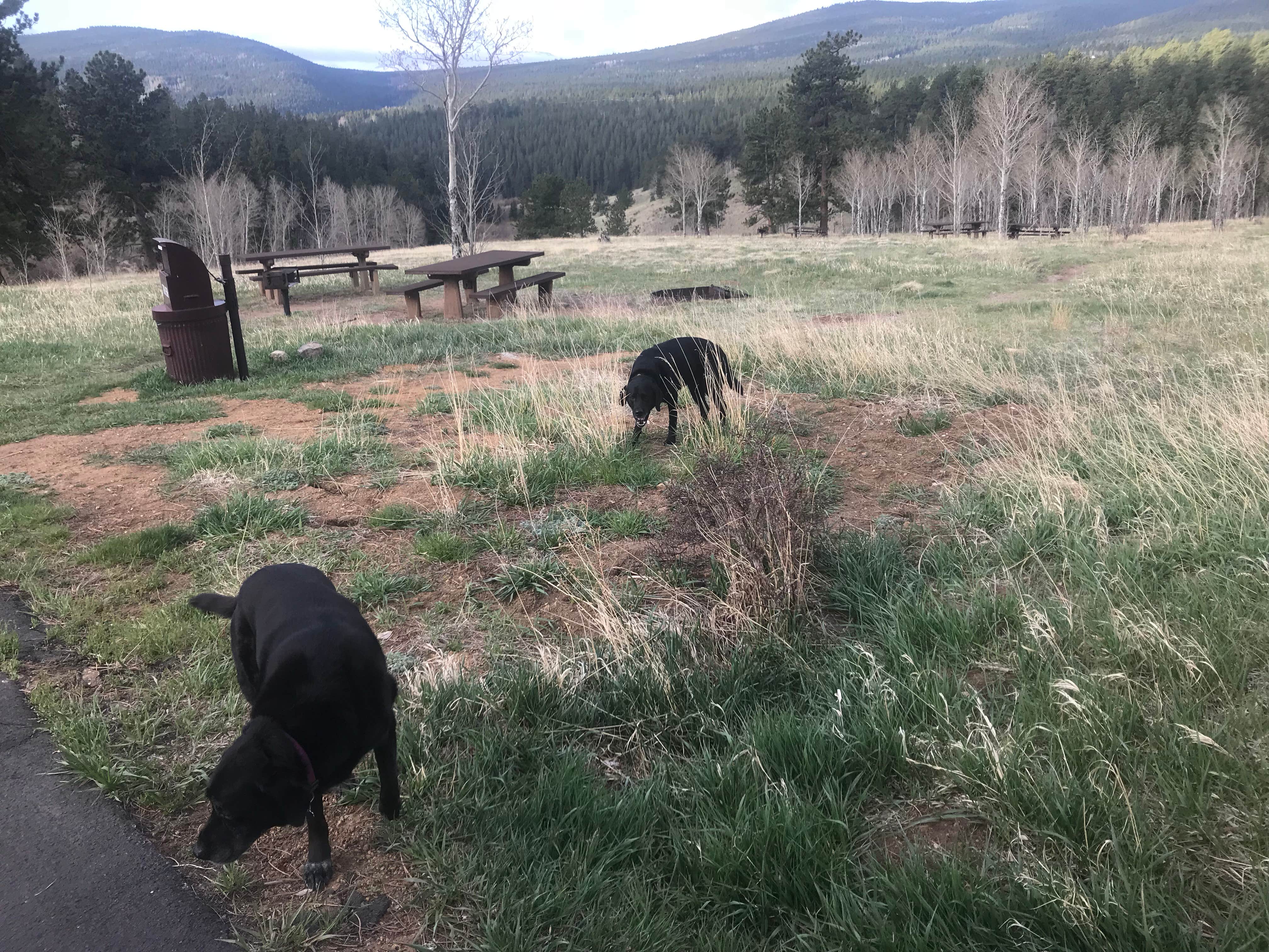 Camper-submitted photo at Deer Creek Campground — Golden Gate Canyon near Eastlake, CO