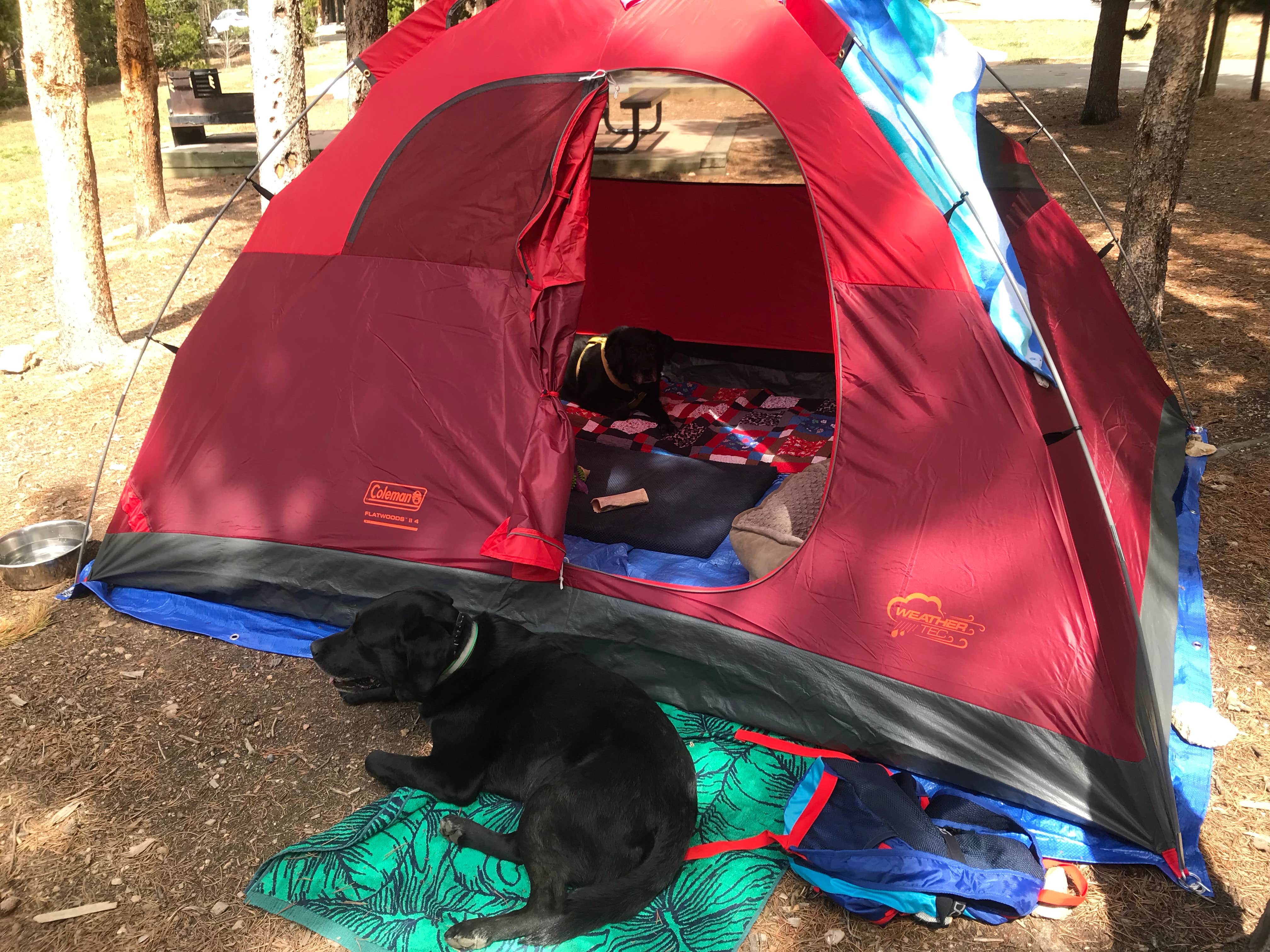 Holly B.'s photo at Deer Creek Campground — Golden Gate Canyon near Lafayette, CO