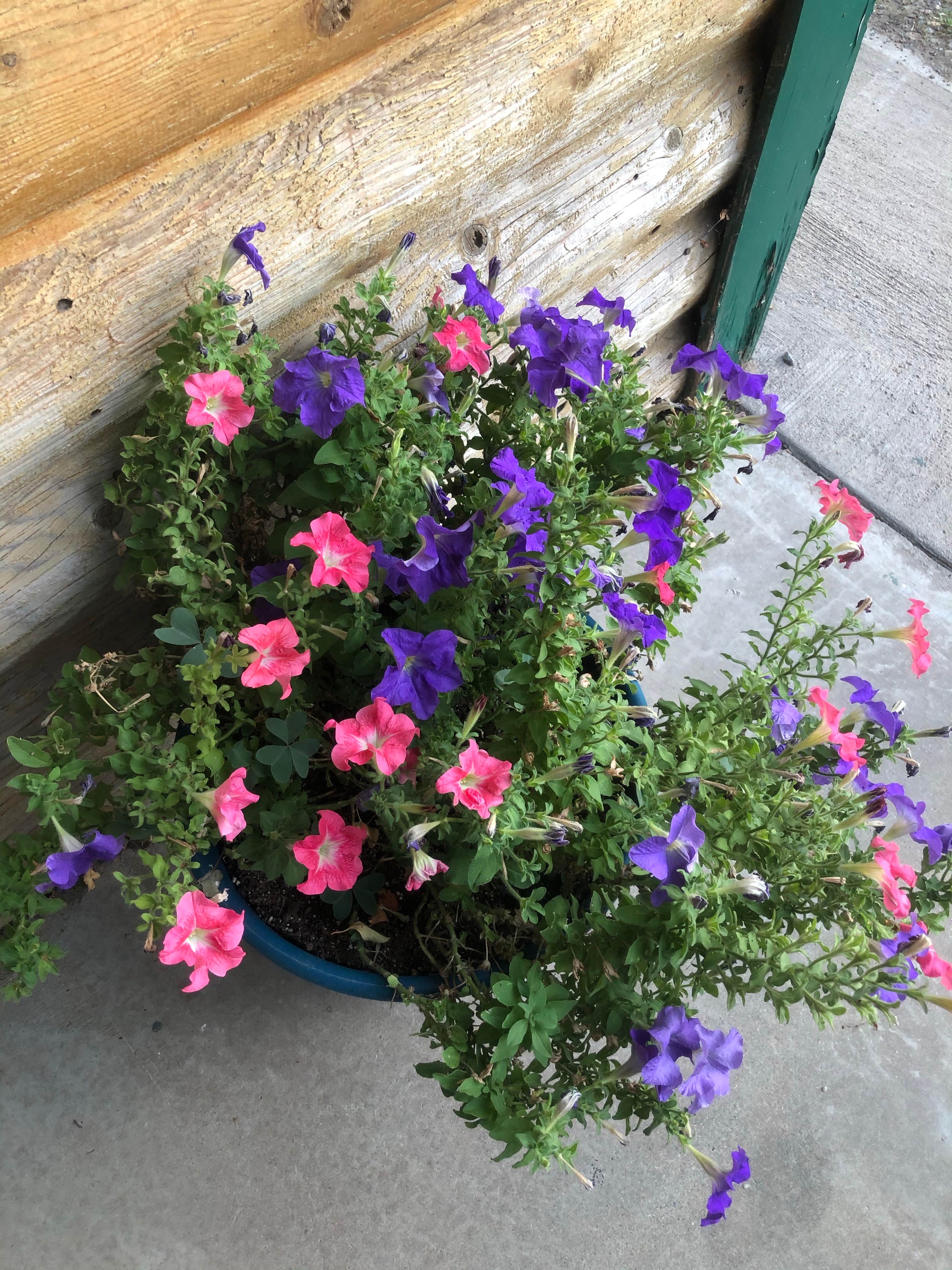 Camper-submitted photo at Riverside RV Park near Lincoln National Forest