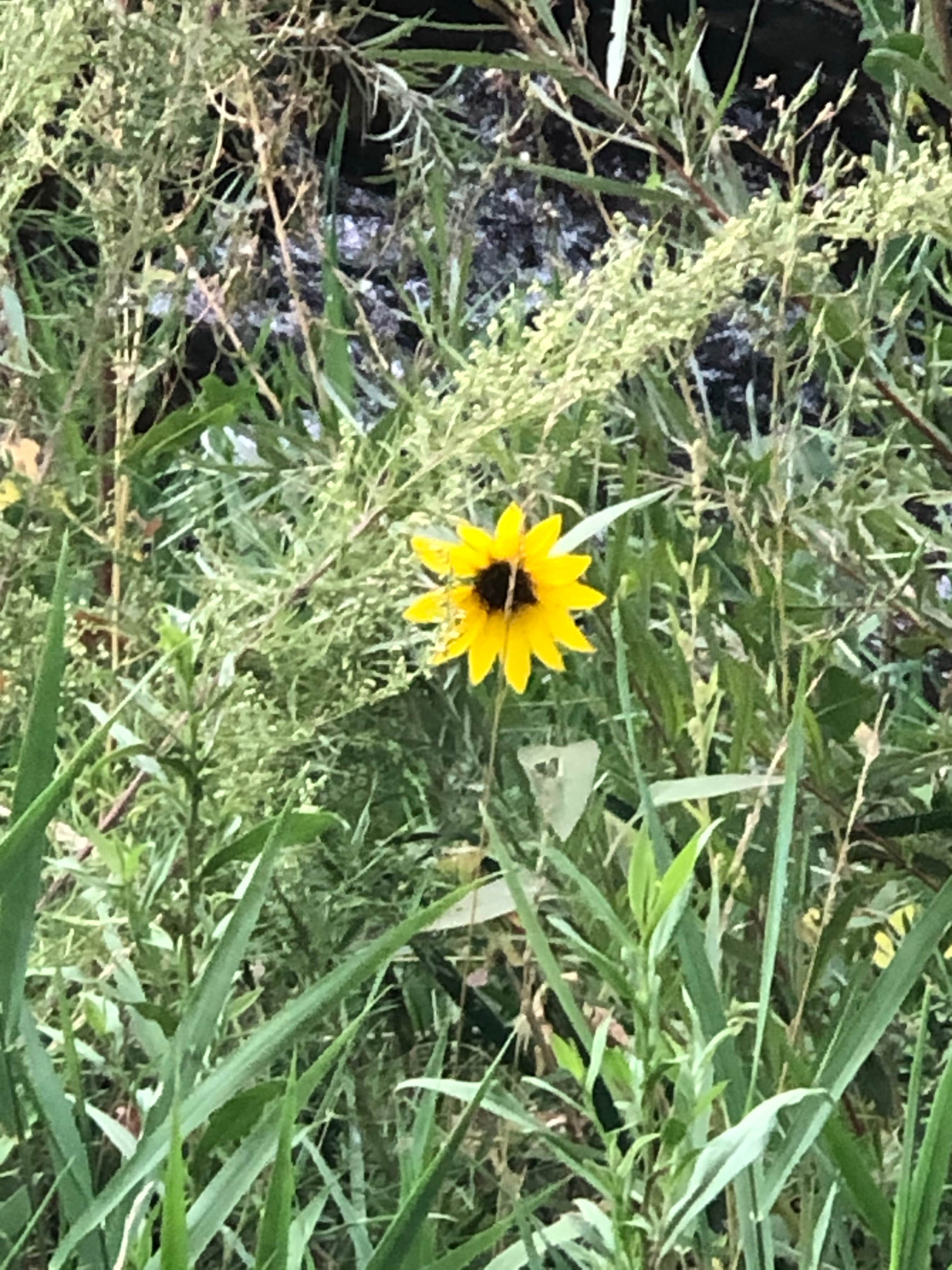 Camper-submitted photo at Riverside RV Park near Lincoln National Forest